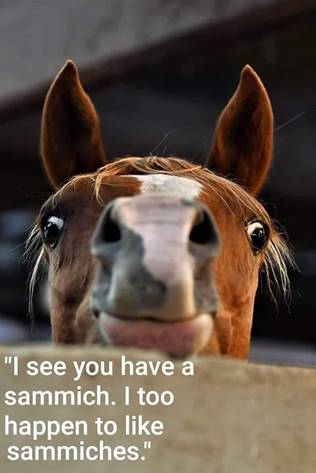 Funny Horse Memes